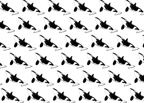 Orca fishes in row over white background