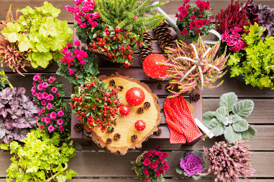 Collection of autumn flowers and decorations