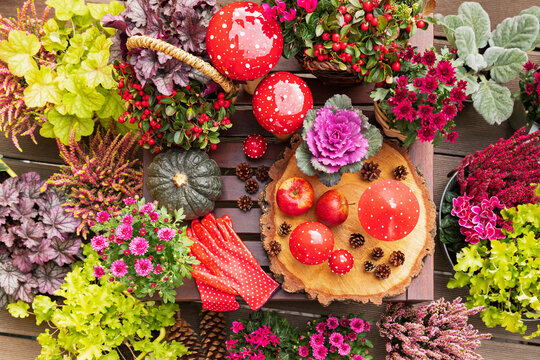 Collection of autumn flowers and decorations