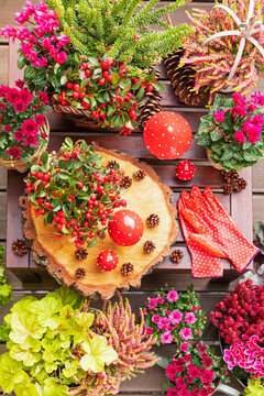 Collection of autumn flowers and decorations