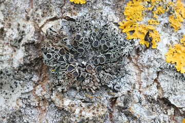 Phaeophyscia ciliata, known as Ciliate Wreath Lichen, growing on aspen in Finland