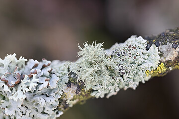 Usnea hirta, known as bristly beard lichen, and various other epiphytic lichens (monk's-hood...