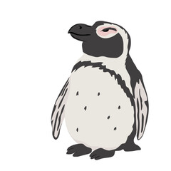 South African penguin. Spheniscus demersus. waterfowl. Vector stock illustration. Isolated on white background. 