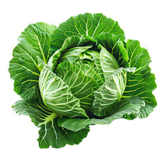 Fototapeta premium Cabbage isolated transparent