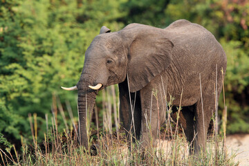 Male African elephant (Loxodonta africana) shot close up in natural habitat
