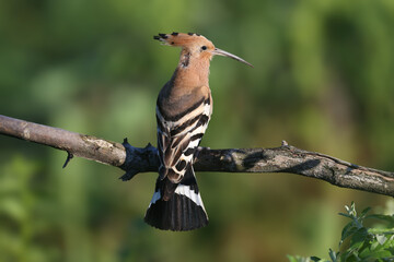 Single and pair of The Eurasian hoopoe (Upupa epops) shot close up against blurred background in soft morning light sitting on a branch in natural habitat
