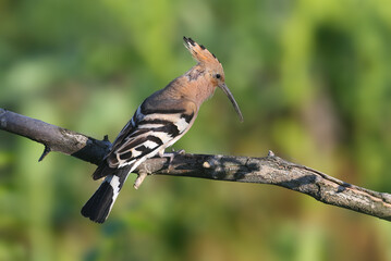 Single and pair of The Eurasian hoopoe (Upupa epops) shot close up against blurred background in soft morning light sitting on a branch in natural habitat