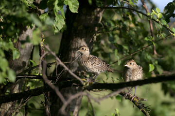Chicks of the common pheasant (Phasianus colchicus) sit on the branches of a dense tree. Unusual location for grass birds
