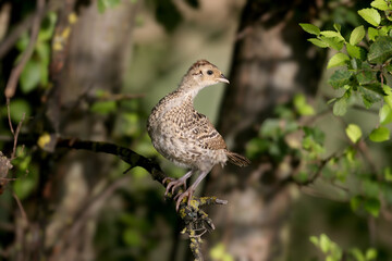 Chicks of the common pheasant (Phasianus colchicus) sit on the branches of a dense tree. Unusual location for grass birds