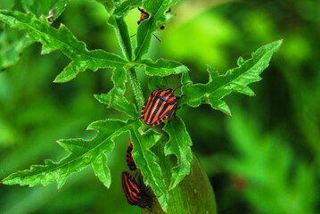 striped Italian bug on a juicy green leaf in a summer field