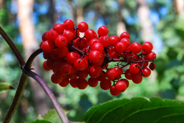 bunch of red elderberries in summer forest