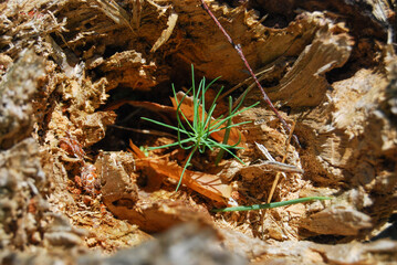 fragile little green plant in an old fallen trunk in the forest