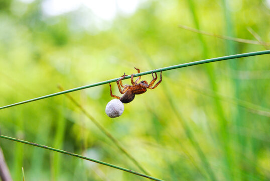 small spider with a cocoon on a green stalk in a summer field