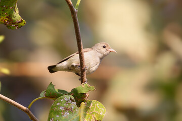 pale-billed flowerpecker (Dicaeum erythrorhynchos) shot close-up sitting on a branch against a blurred background