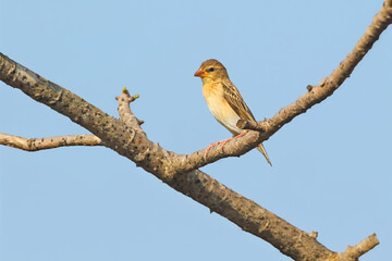 Female southern masked weaver (Ploceus velatus) shot close up on a branch against blue sky