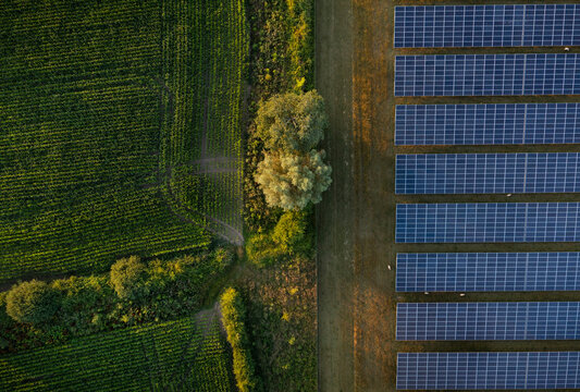 Solar panels near plants on farm at sunset