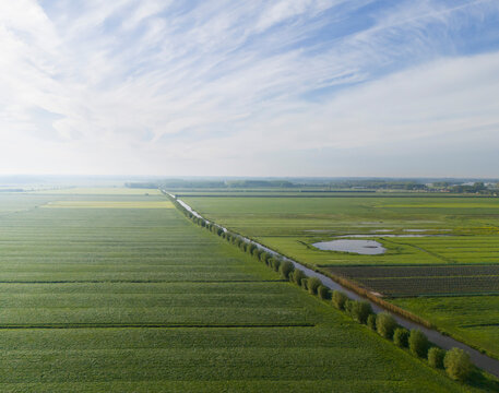 Rows of trees in dutch polder against sky