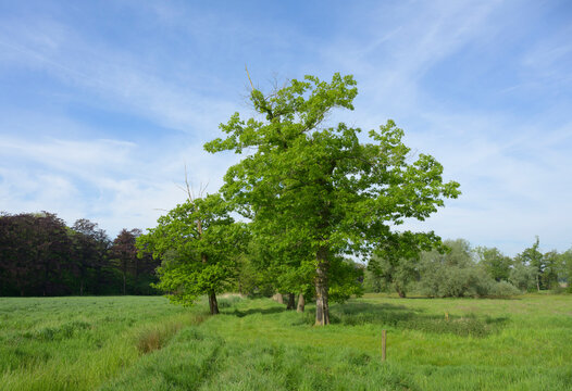 Trees growing in green field