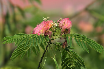 Blooming Albizia julibrissin or Persian silk tree shot close-up on a blurred pink background