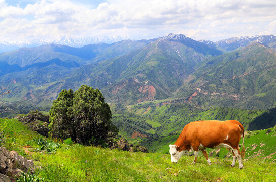Cow grazing in a mountain meadow in Chimgan mountains, Tashkent region, Uzbekistan. View of idyllic mountain scenery in Western Tien Shan Mountains with green grass and red cow on sunny day