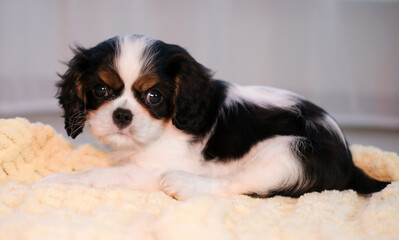 Cavalier King Charles Spaniel puppy sitting on floor at home. Animal emotions, pets.