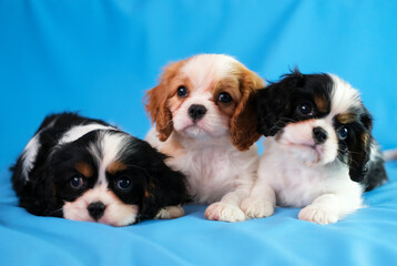 Group of cute little Cavalier King Charles Spaniel dogs lie on blue background. Friendship, pets.