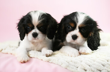 Two little Cavalier King Charles Spaniel puppies lie and pose on pink background and look at the camera. Empty space for text. Friendship, pets.