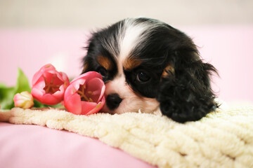 Adorable Cavalier King Charles Spaniel puppy lying and posing on pink background, next to flowers and looking at camera. Empty space for text. Friendship, pets.