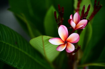 Fototapeta premium Plumeria (frangipani) originates from Central and South America and the Caribbean. Widely cultivated in tropical and subtropical regions worldwide, its elegant blooms exude a rich fragrance.