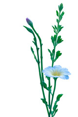 white flower with leaves and buds on a white background