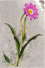 Pink flower in the form of a herbarium on a background of gray transparent paper