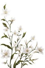 white flower with leaves and buds on a white background