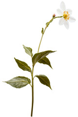 white flower with leaves and buds on a white background