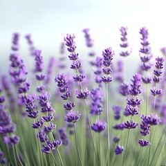 Obraz premium Serene lavender field, holographic flowers, tranquil countryside, peaceful ambiance