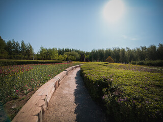Fototapeta premium Beautiful flowers blooming in the park, Changchun, China