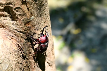 The sap of Fraxinus griffithii is the favorite of rhinoceros beetles (Allomyrina dichotoma), widely...