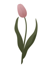 Laconic tulip flower. Vector stylish illustration with gradients, isolated on white background. Modern design. Subtle colors.