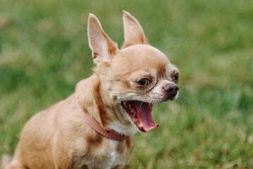 brown chihuahua sitting and yawning on green grass in park in sunny summer day, dogwalking concept