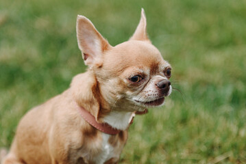 brown chihuahua sitting on green grass in park in sunny summer day, dogwalking concept