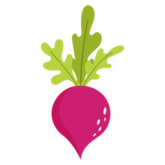 Beetroot. Fresh vegetable. Vector illustration.