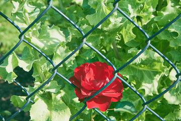 czerwona róża  © Marcin Łazarczyk