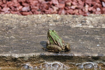 Une grenouille verte en attente de.......