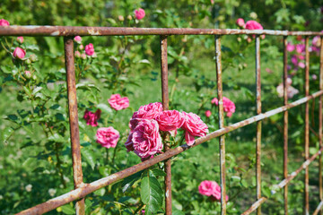 róże pnące  © Marcin Łazarczyk