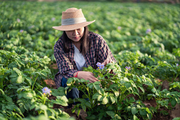 Young Asian woman smart farmer looking her potato field.