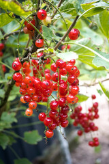 Czerwona porzeczka, owoce z ogródka. 