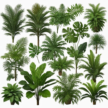 plam leaf coconut tree leaf