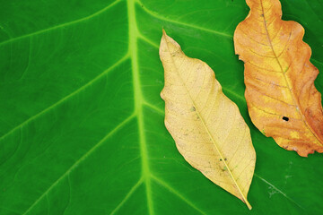 dry leaves on taro leaves