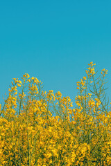 Obraz premium Vertical shot of yellow blooming canola crops in field, agriculture and cultivation concept