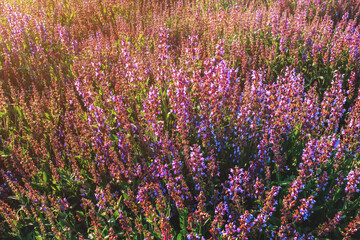 Common sage (Salvia officinalis) plantation. Sage is a perennial evergreen shrub with blue to purplish flowers, a member of the mint family