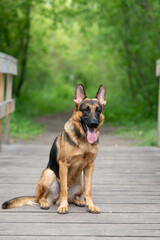 black and brown East European Shepherd dog sits on wooden bridge in park with green trees in sunny summer day, dog for for military and guard work, dogwalking concept, vertical photo, copy space